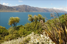 Lake Wanaka